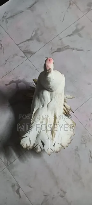 লক্খা কবুতর এর নর বাচ্চা
