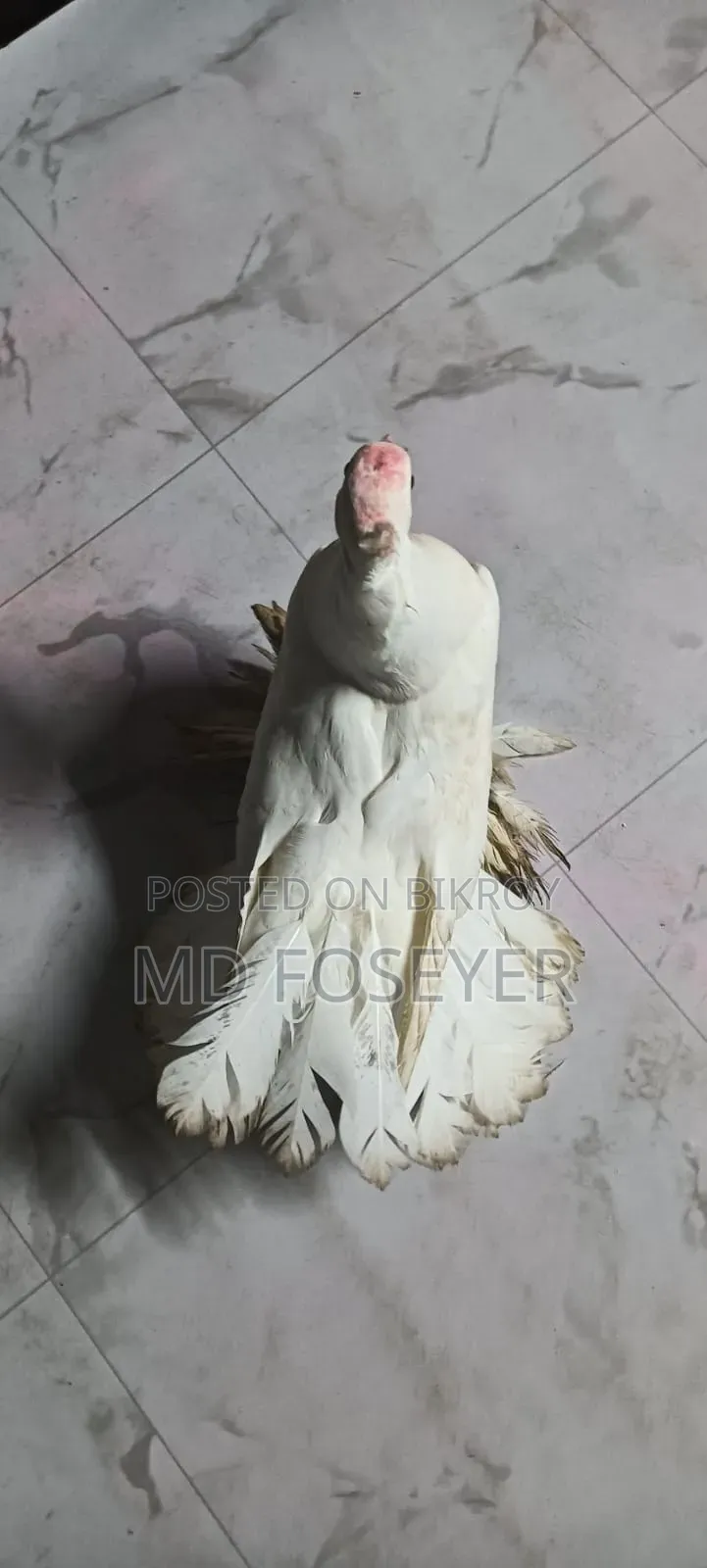 লক্খা কবুতর এর নর বাচ্চা