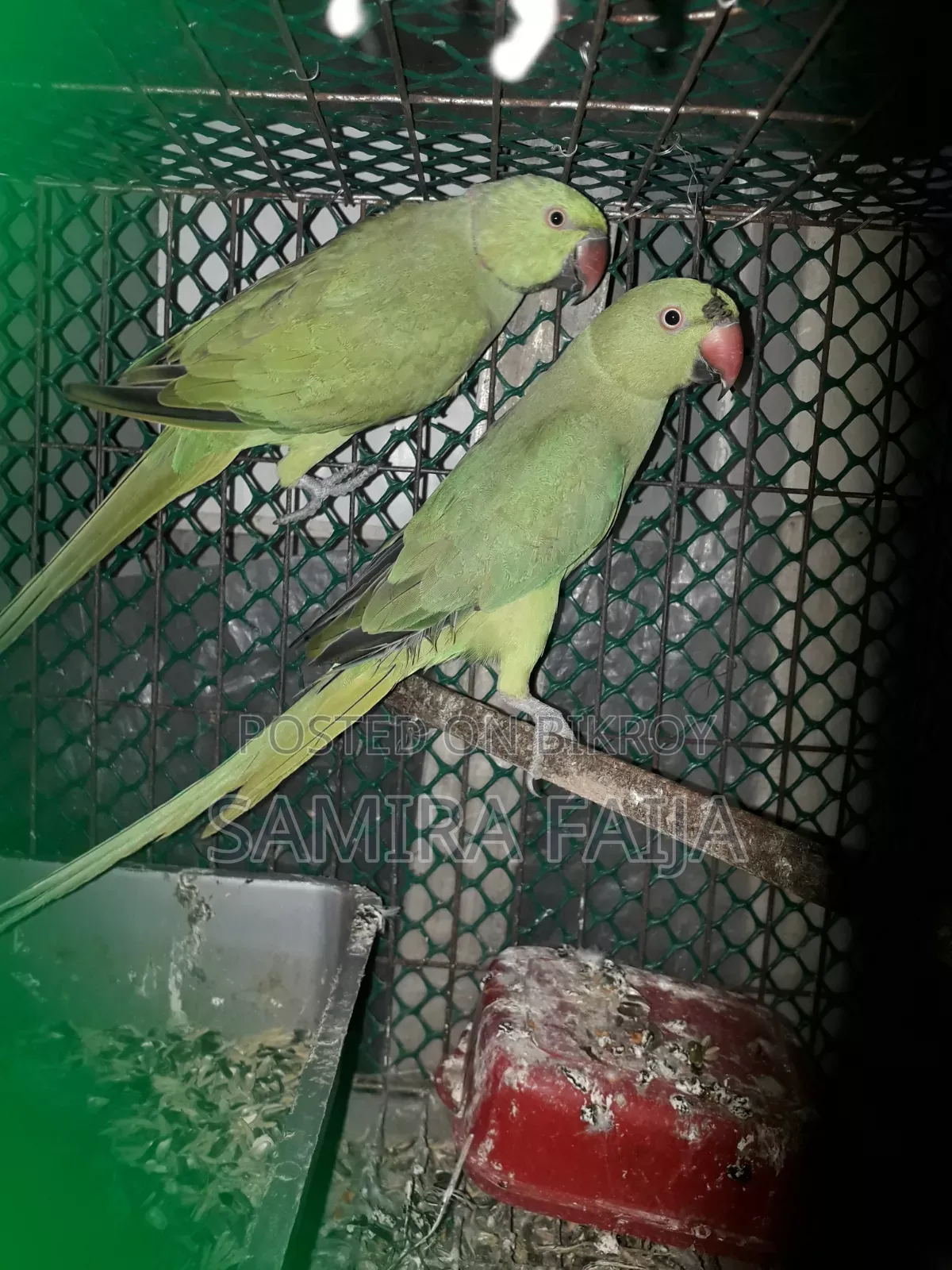 টিয়া পাখি বিক্রি