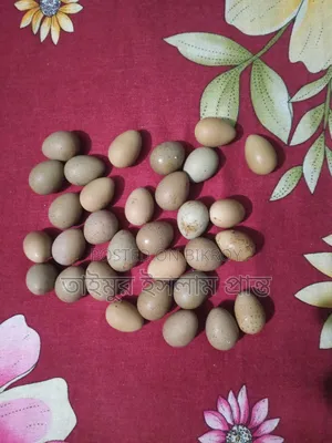 King Quail Hatching Eggs