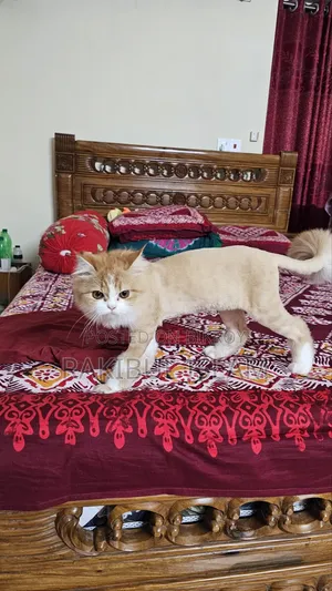 3-6 Months Female Purebred Persian