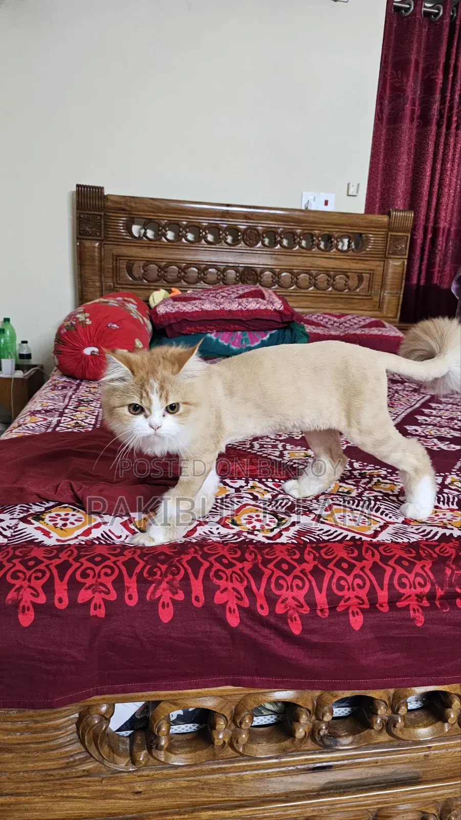 3-6 Months Female Purebred Persian