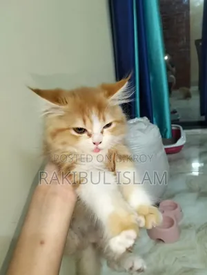 3-6 Months Female Purebred Persian