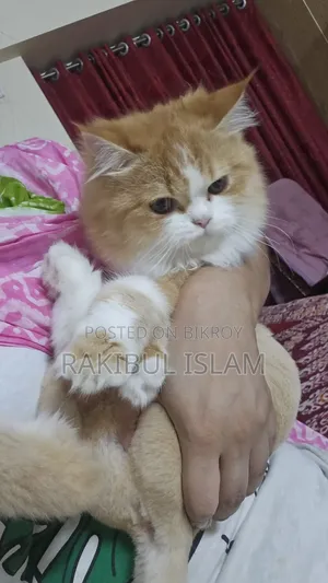 3-6 Months Female Purebred Persian