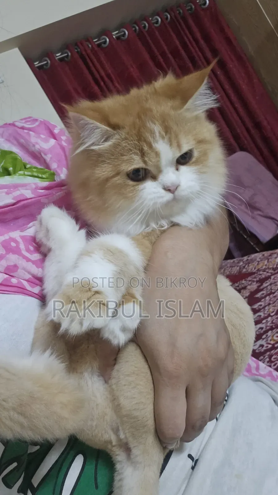 3-6 Months Female Purebred Persian