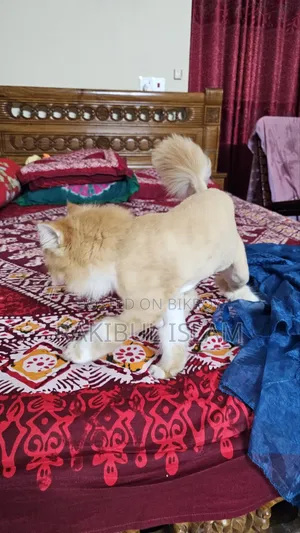 3-6 Months Female Purebred Persian