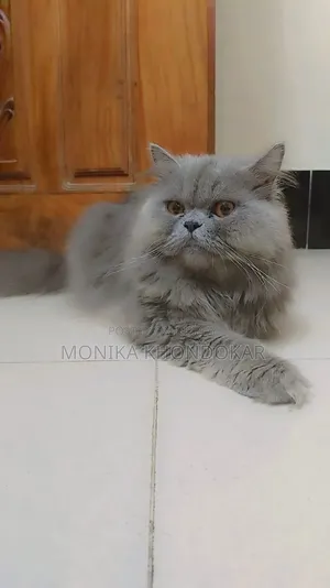 1+ Year Male Purebred Persian