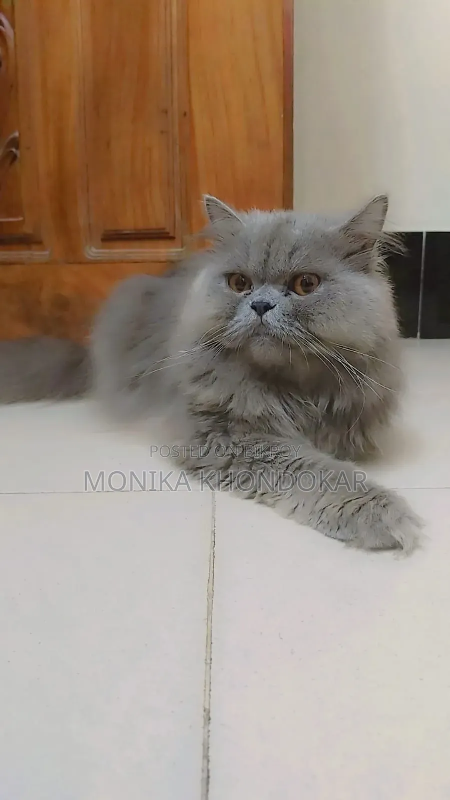 1+ Year Male Purebred Persian