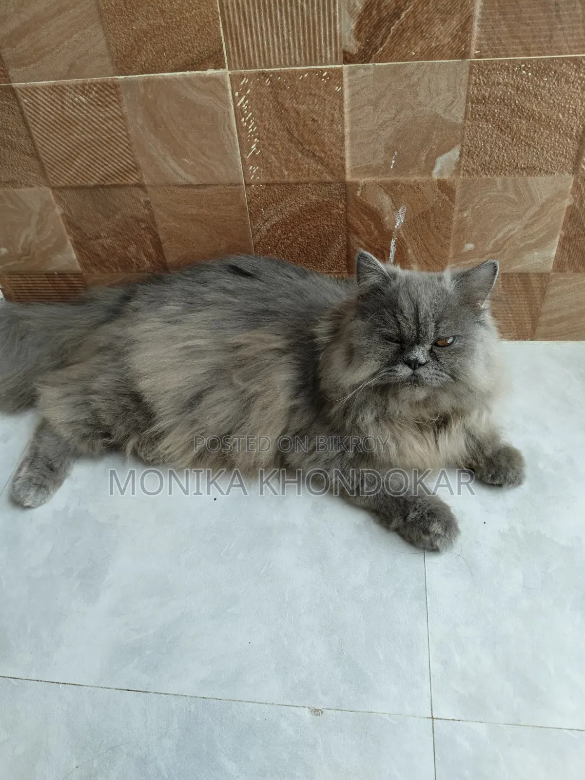 1+ Year Male Purebred Persian