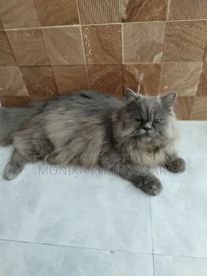 1+ Year Male Purebred Persian
