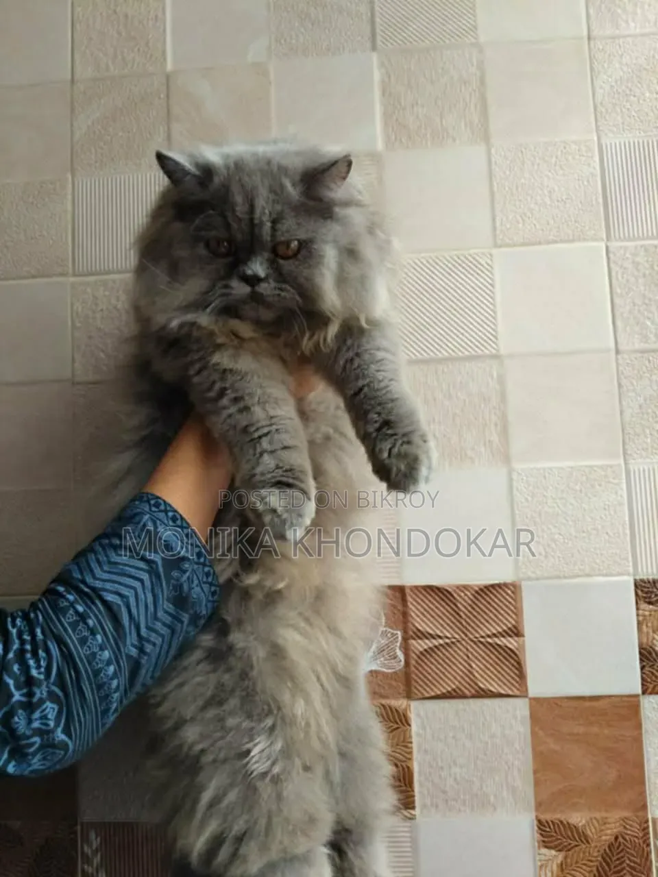 1+ Year Male Purebred Persian