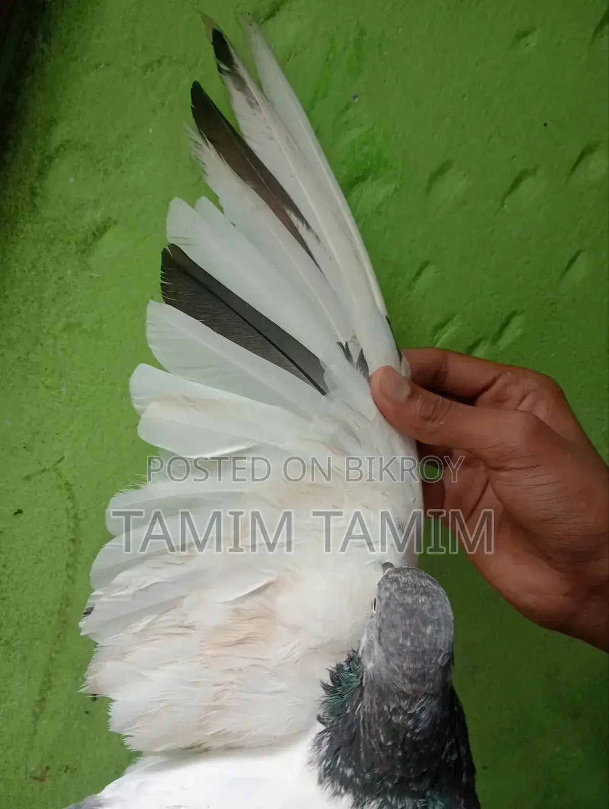Teddy Pigeon 5/6 Hour Fly
