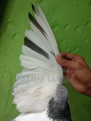 Teddy Pigeon 5/6 Hour Fly