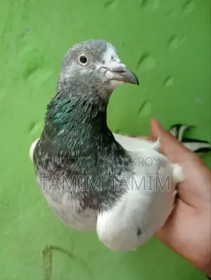 Teddy Pigeon 5/6 Hour Fly
