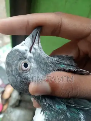 Teddy Pigeon 5/6 Hour Fly