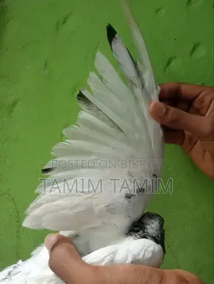 Golden Pigeon