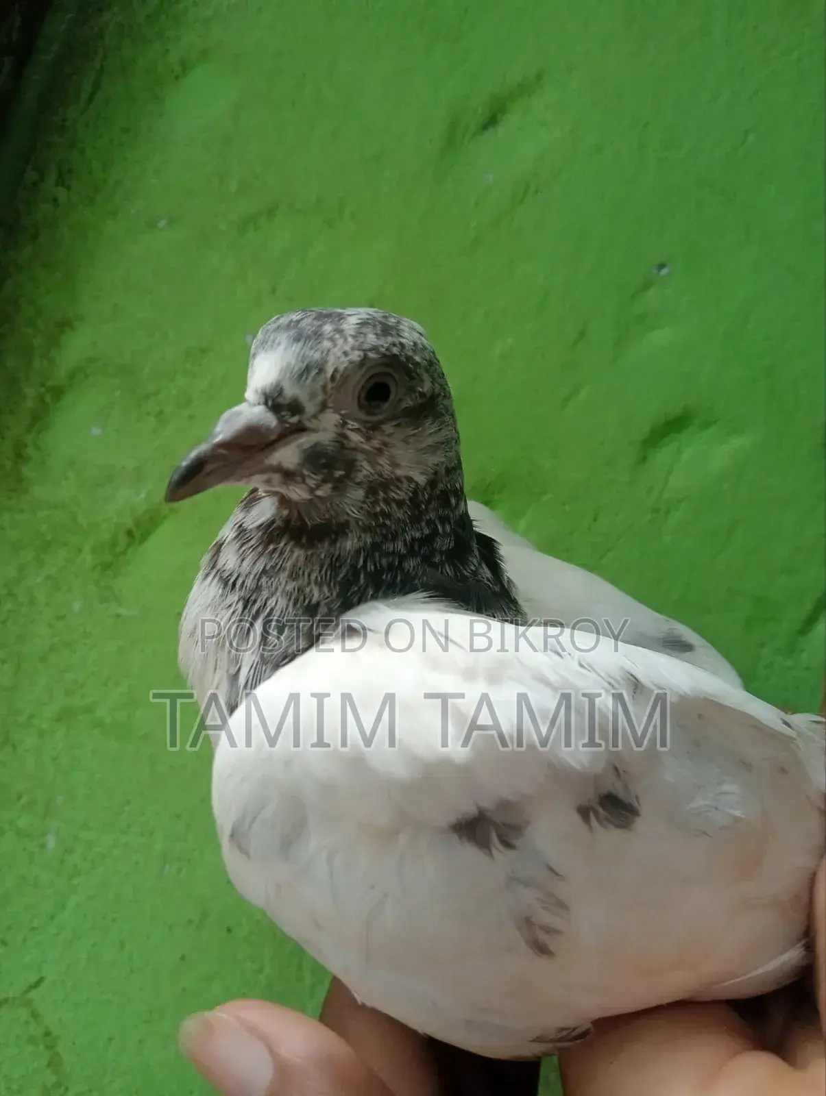 Golden Pigeon