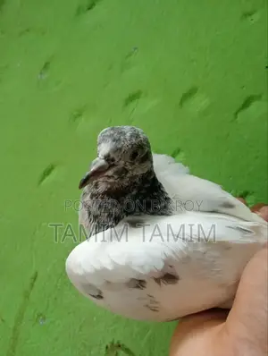 Golden Pigeon