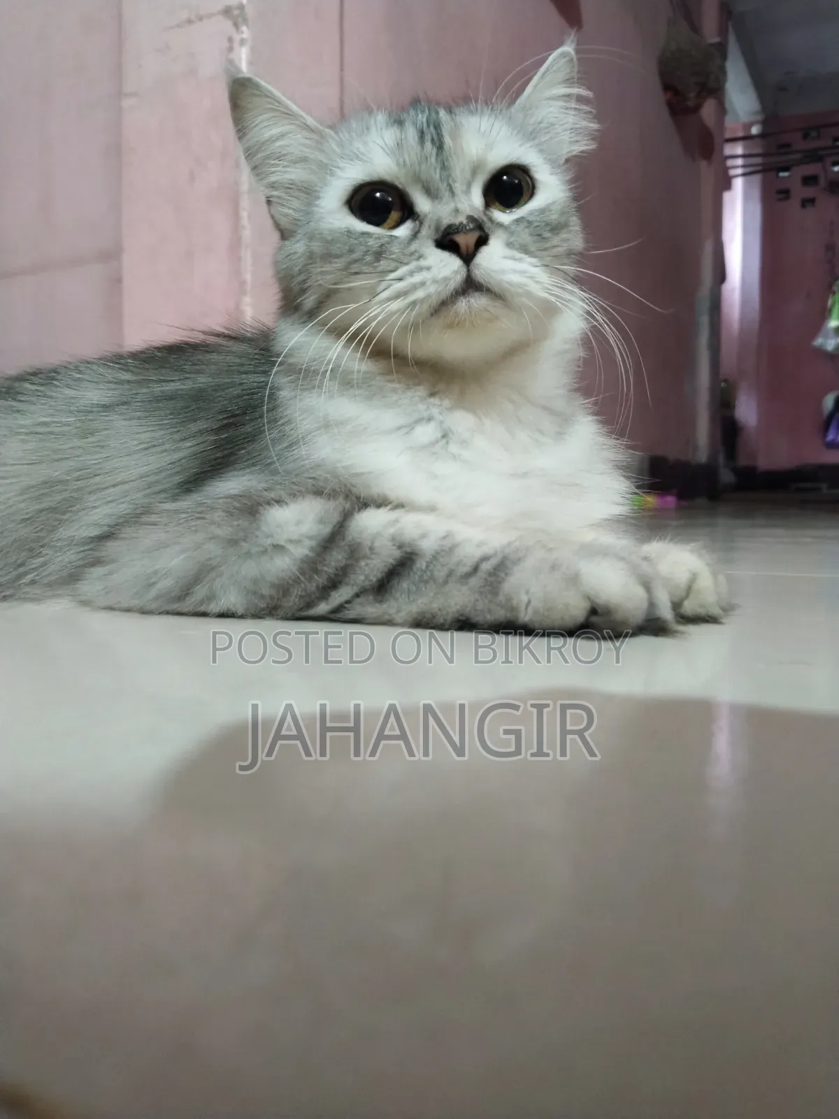 6-12 Months Female Purebred Maine Coon