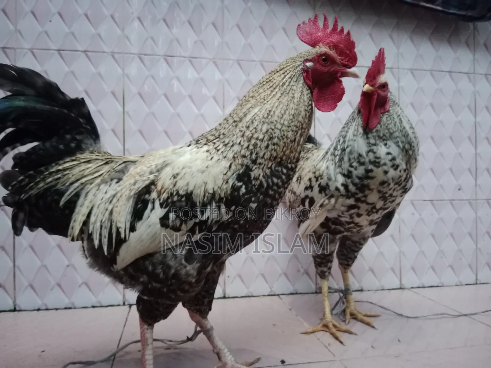 2 Local Roosters Contact