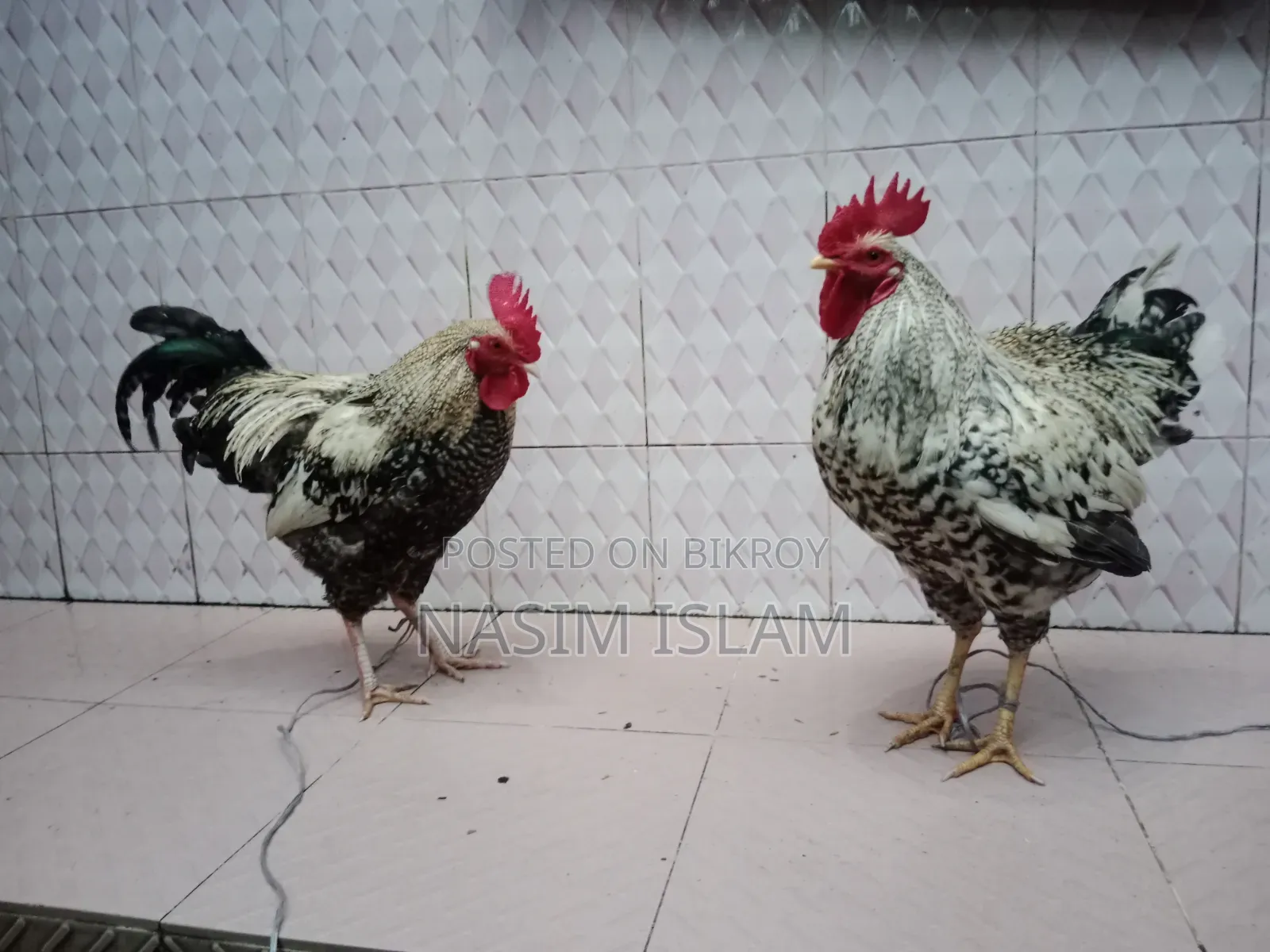 2 Local Roosters Contact