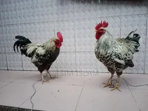 2 Local Roosters Contact
