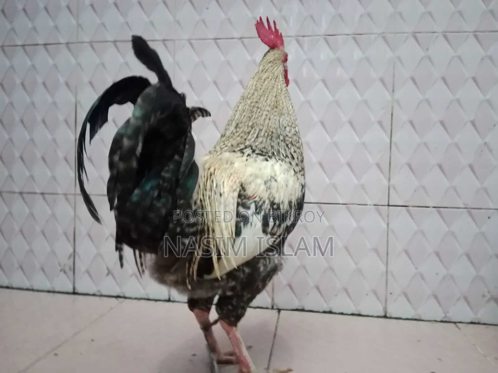 2 Local Roosters Contact
