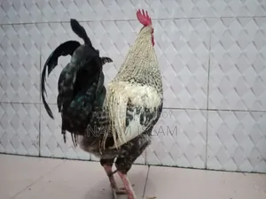 2 Local Roosters Contact
