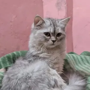 6-12 Months Female Purebred Maine Coon