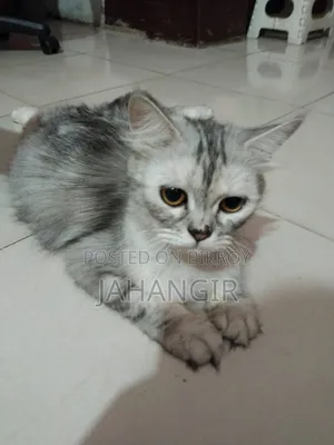 6-12 Months Female Purebred Maine Coon