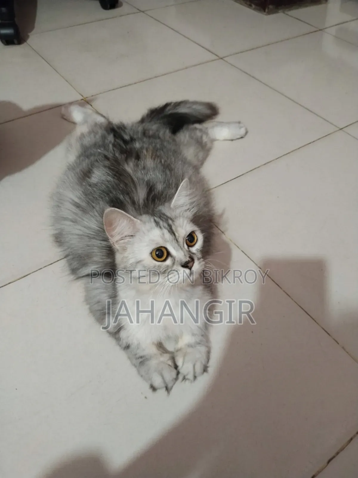 6-12 Months Female Purebred Maine Coon
