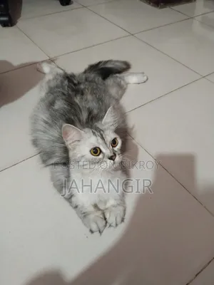 6-12 Months Female Purebred Maine Coon
