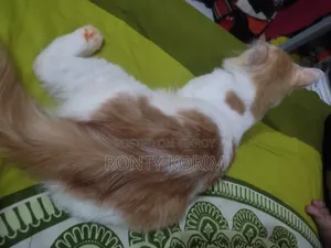 1+ Year Male Purebred Persian