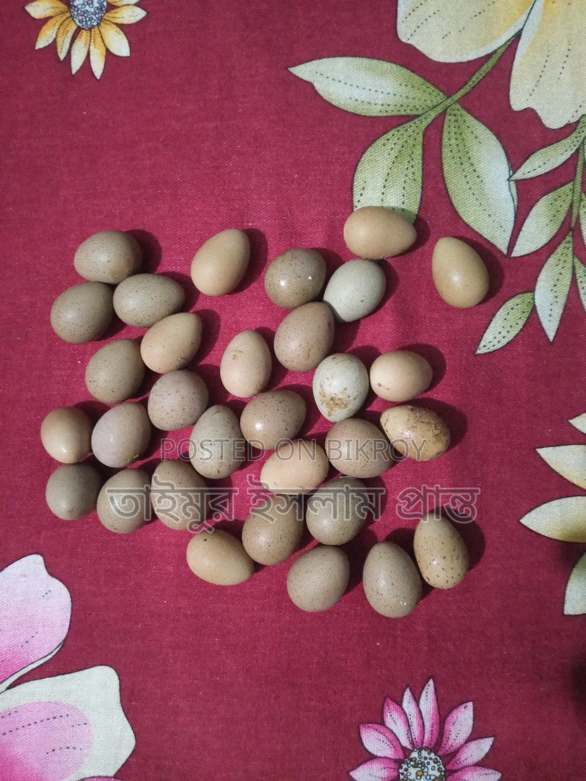 King Quail Fertile Eggs