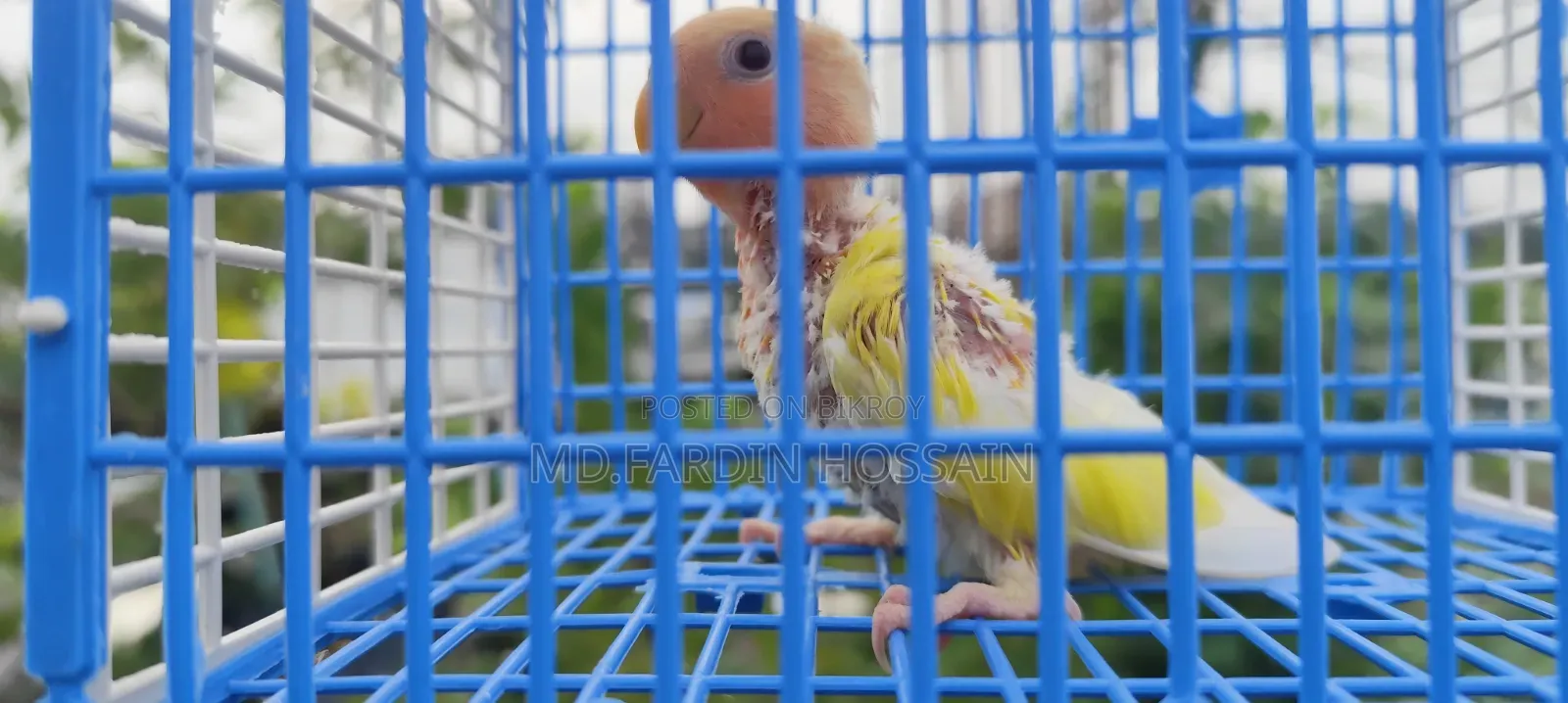 Love Bird Baby