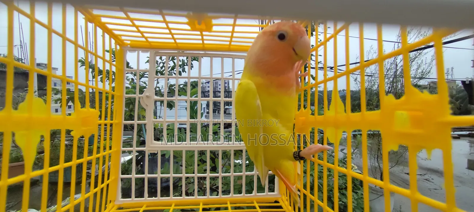 লাভ বার্ডস
