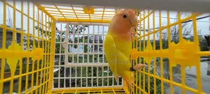Love Birds
