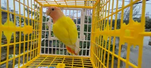 লাভ বার্ডস
