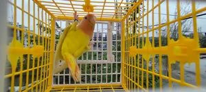 লাভ বার্ডস