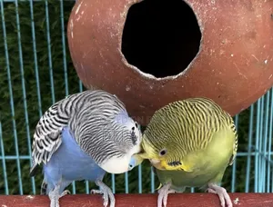Adult Running Pair Budgie Bird