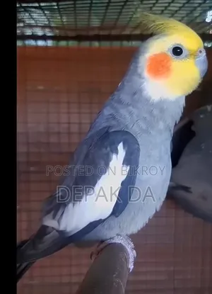 Adult Male Cockatiel Bird