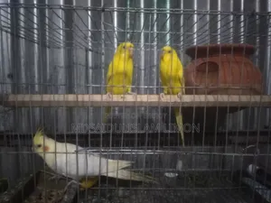 ফুল সেটআপ বিক্রি হবে এলভিনো রেড আই