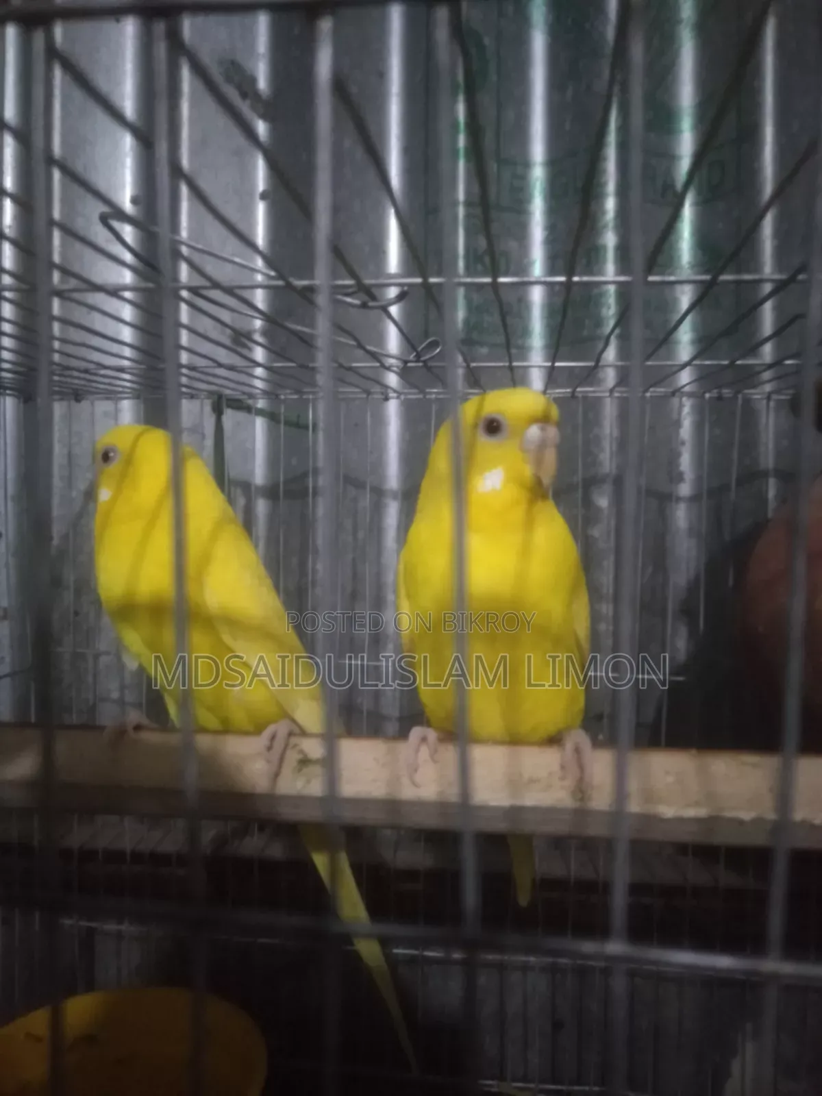ফুল সেটআপ বিক্রি হবে এলভিনো রেড আই
