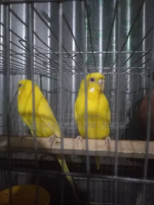 ফুল সেটআপ বিক্রি হবে এলভিনো রেড আই