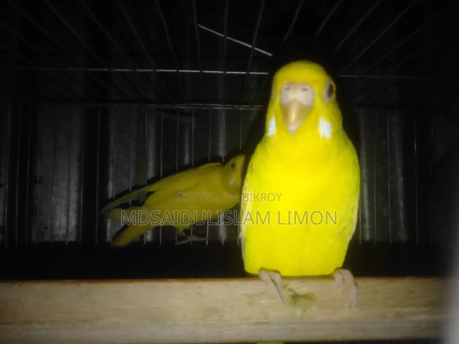 ফুল সেটআপ বিক্রি হবে এলভিনো রেড আই