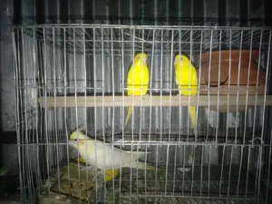 ফুল সেটআপ বিক্রি হবে এলভিনো রেড আই