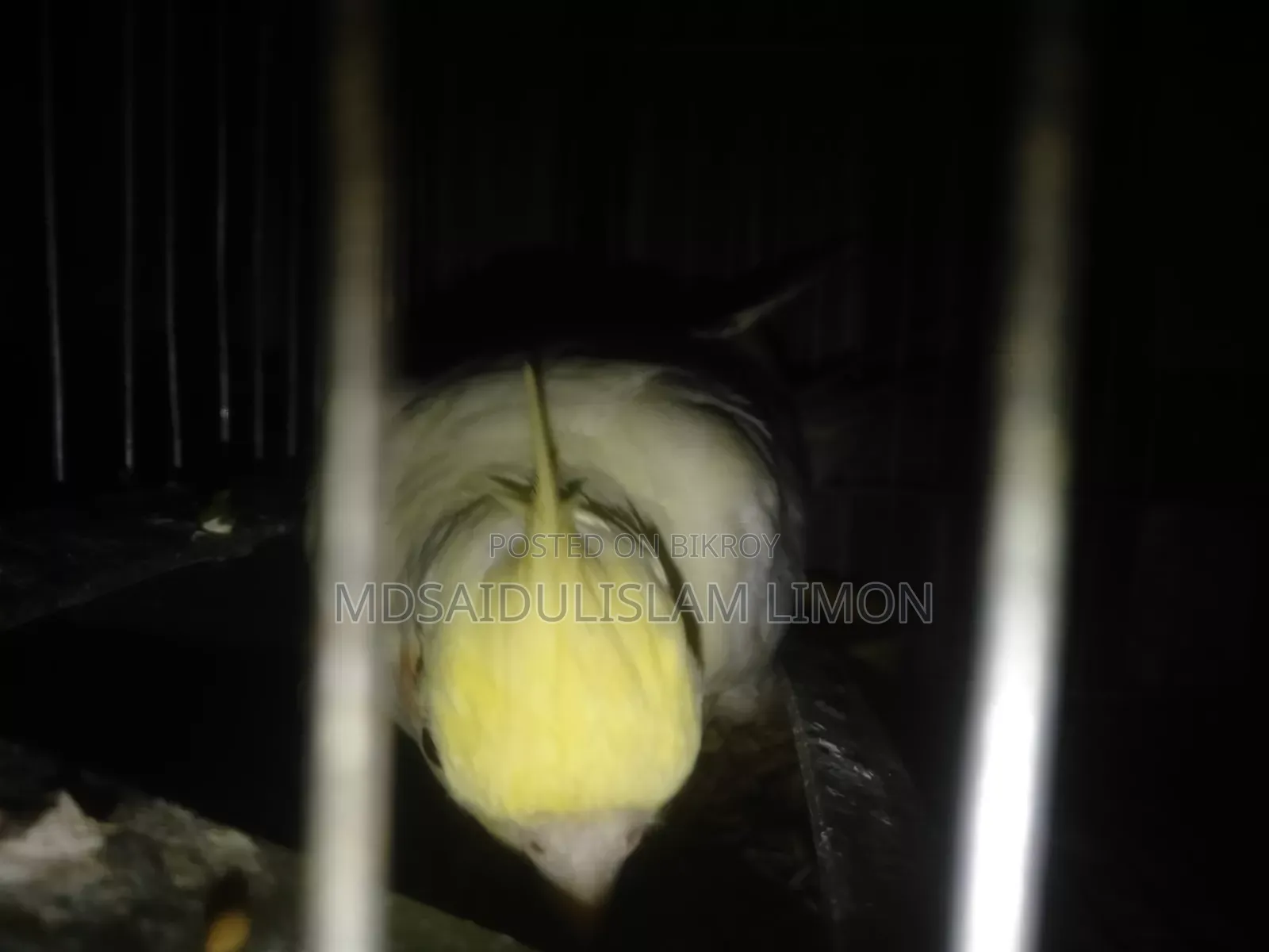 ফুল সেটআপ বিক্রি হবে এলভিনো রেড আই