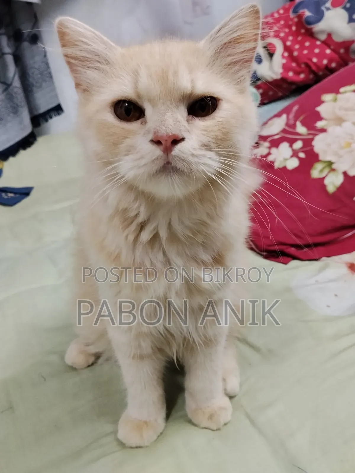6-12 Months Male Purebred Persian