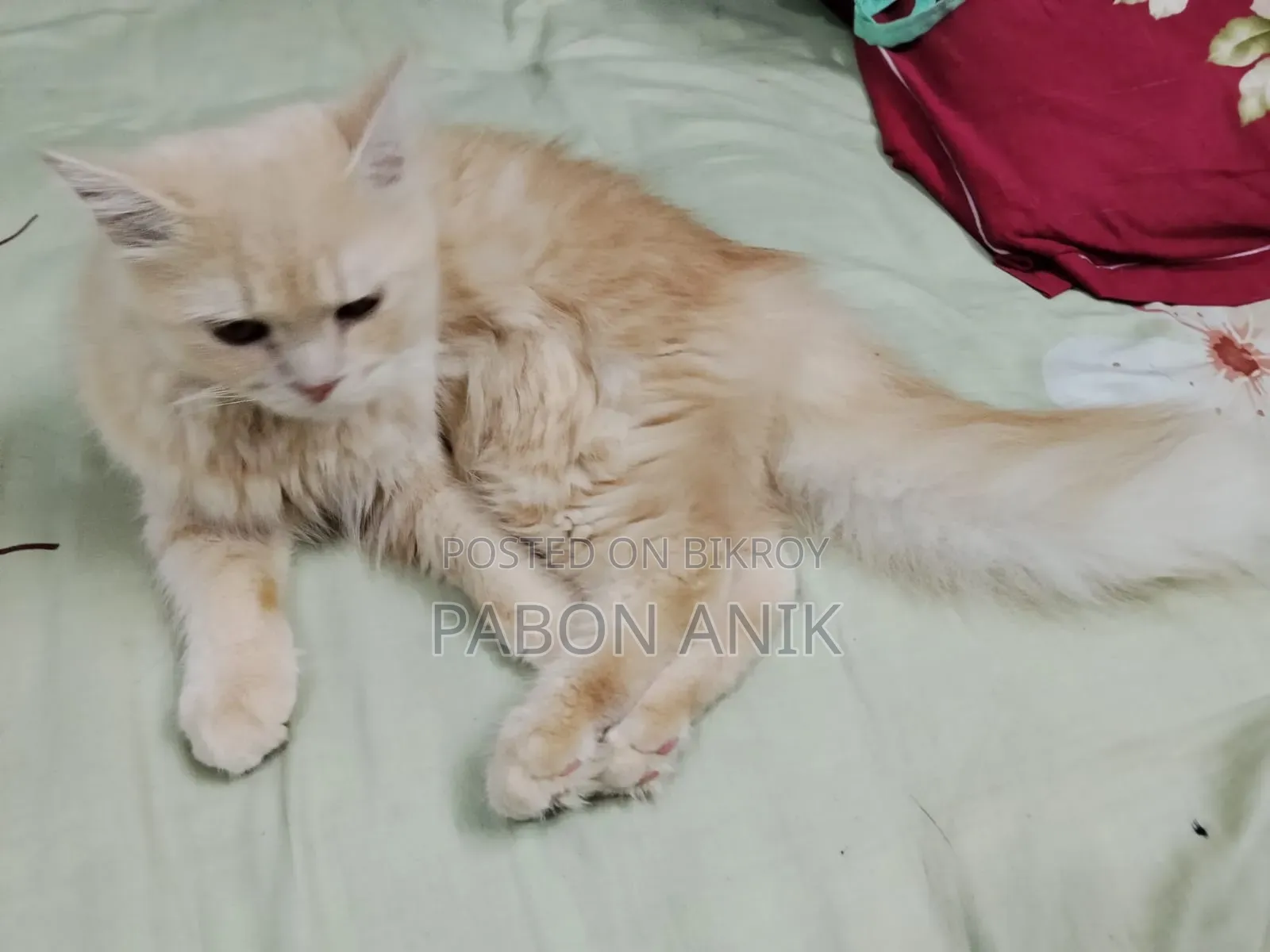 6-12 Months Male Purebred Persian