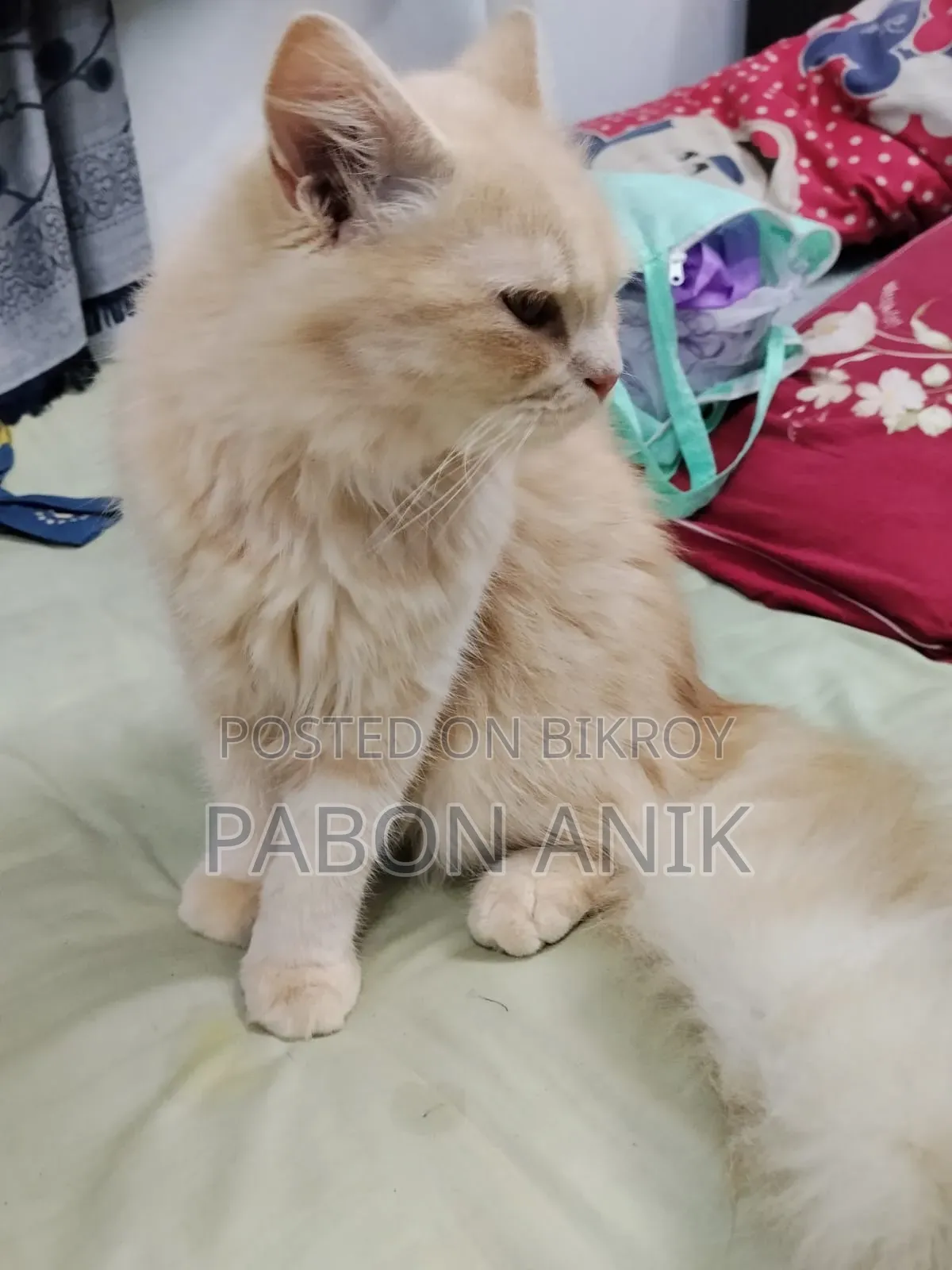 6-12 Months Male Purebred Persian